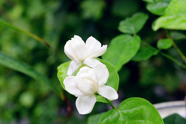 茉莉花茶算什么茶（茉莉花茶是什么茶种）